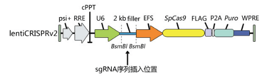 抗體是怎么進(jìn)行敲除驗證的